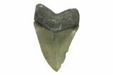 Serrated, Fossil Megalodon Tooth - North Carolina #338470-1